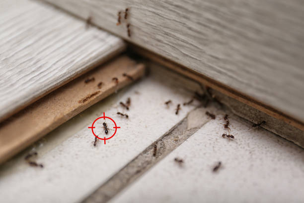 Best Flea Control Services  in Davisboro, GA