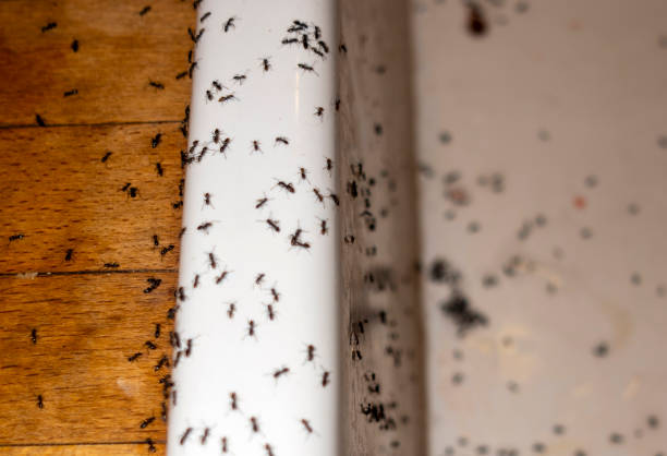 Best Rat Extermination Near Me  in Davisboro, GA
