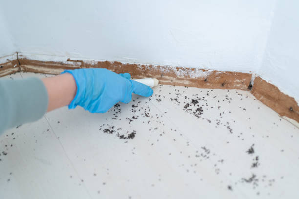 Wasp Removal Services in Davisboro, GA